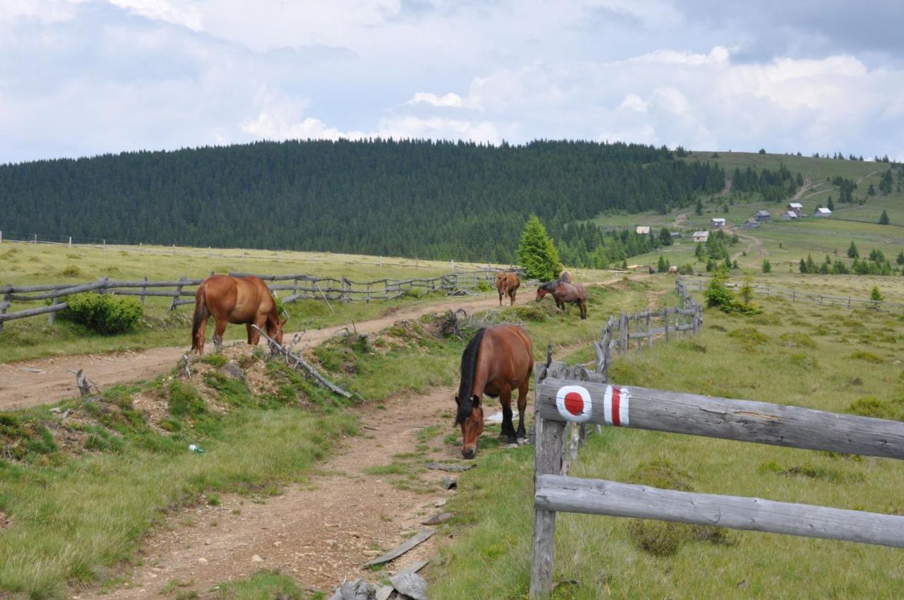 Podina Guest House Poiana Horea Dış mekan fotoğraf